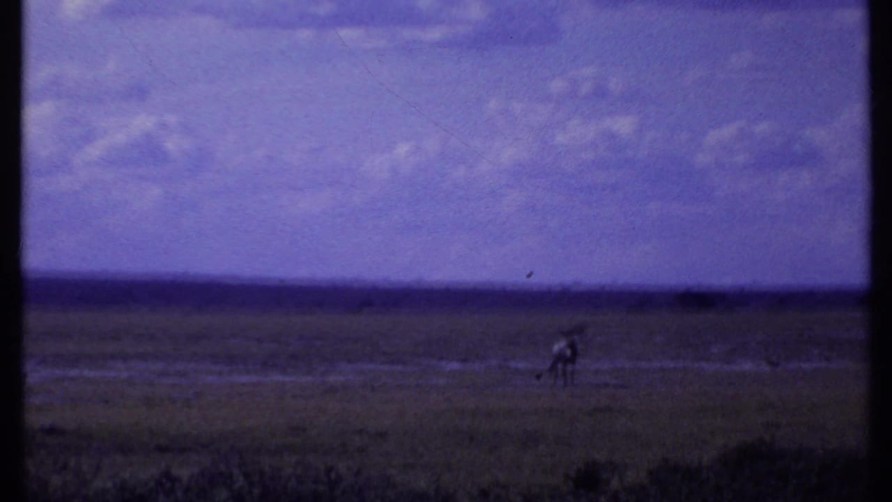 Distant antelope-like animal on an open plain below a cloudy sky.