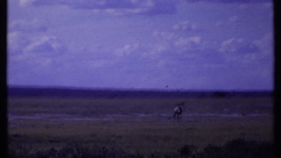 A distant antelope-like animal crosses or grazes on an open Kenyan plain under a purple-tinged sky.