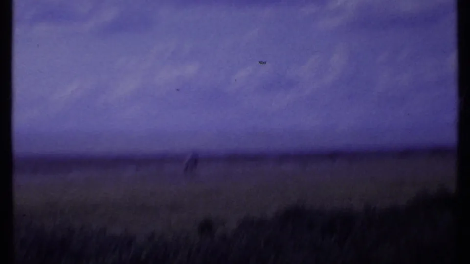 A very distant animal appears on the open plain in soft 1969 Kenya 8mm safari footage.
