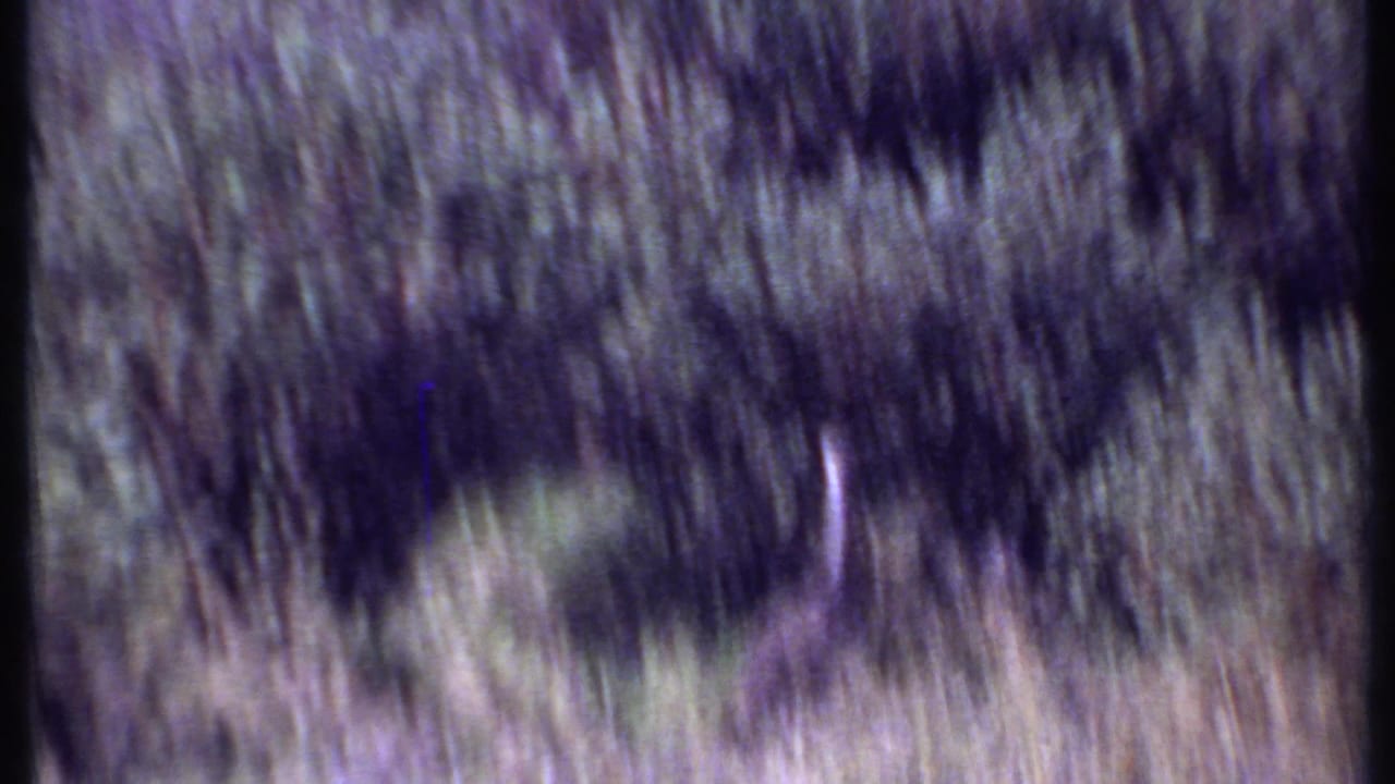 Blurred tall grass and brush with a pale vertical animal neck shape partly visible.