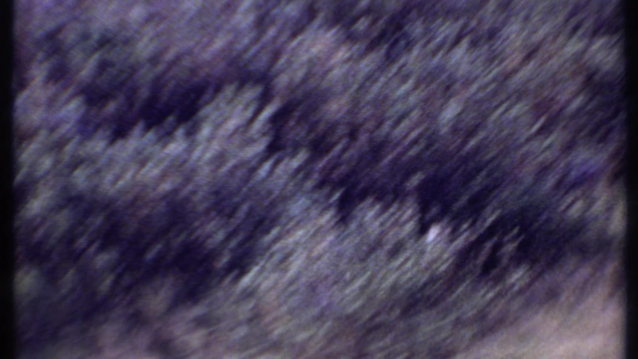 Blurred grassland and dark foliage filling the frame with no clear animal visible.