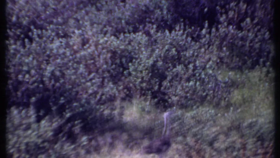 1969 Kenya 8mm frame showing dense grassland with a faint possible ostrich neck or small animal form partly hidden by vegetation.