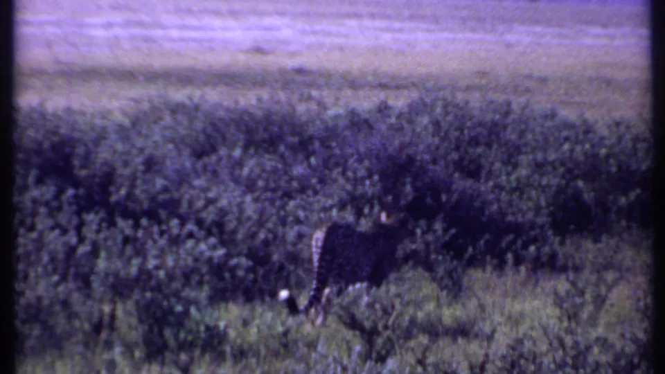 1969 Kenya 8mm frame showing a spotted big cat, possibly misidentified in metadata, moving through tall savanna grass near brush.