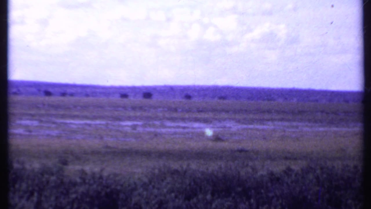 Wide grassy plain under a cloudy sky with distant dark animals on the horizon.