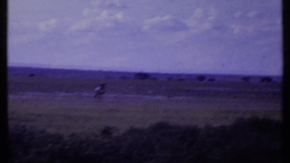 1969 Kenya home-movie frame with a lone wildebeest-like animal moving across grassland and distant wildlife beyond.
