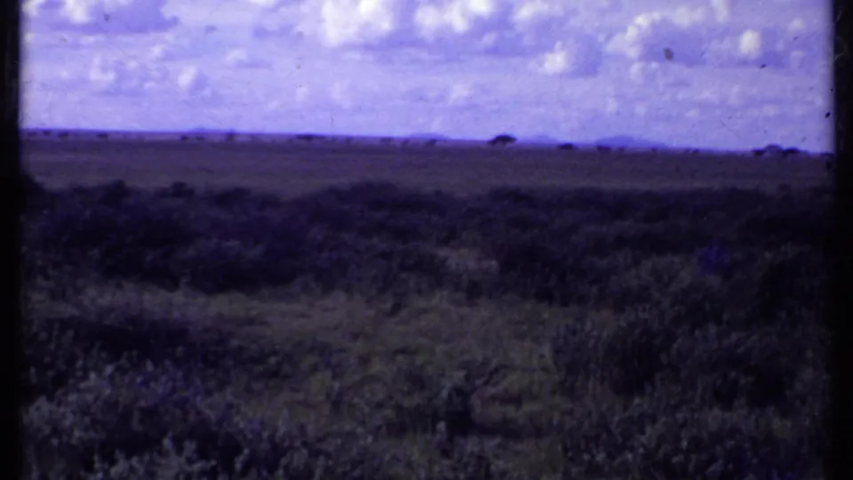 Kenya 1969 frame showing foreground scrub, open savanna, distant tree shapes, and a bright purple-tinted cloud layer.