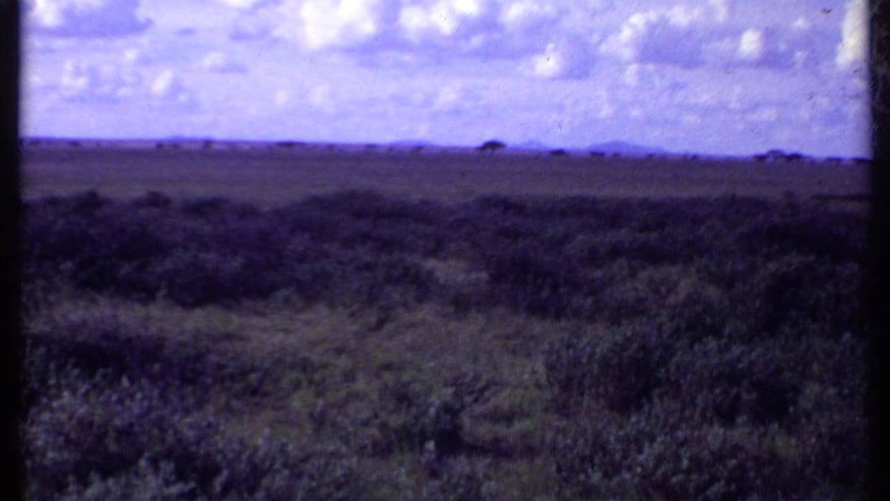 Open savanna with low vegetation, distant trees, and a cloudy sky in faded blue-purple color.