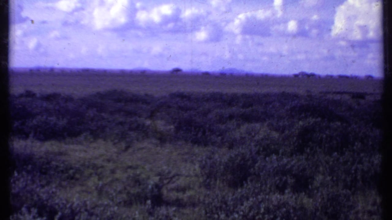 Wide grassland horizon with scattered trees, clouds, and a dark vertical film mark near center.