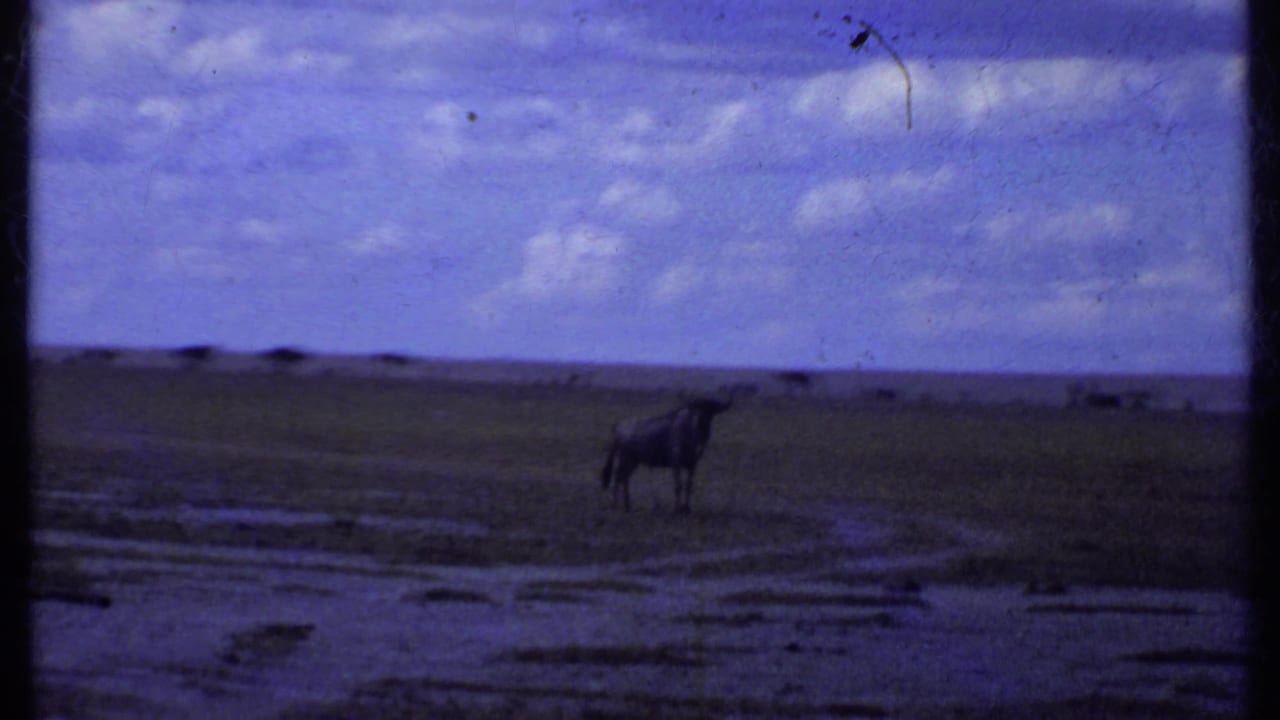 1969 Kenya home-movie frame showing a distant wildebeest-like animal on open savanna beneath a blue sky with scattered clouds.