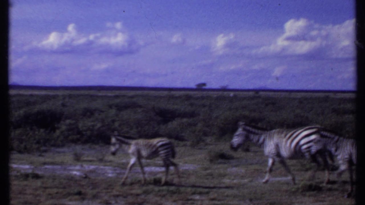 1969 Kenya frame showing three zebras walking through open grassland with scrub vegetation and a bright clouded sky.