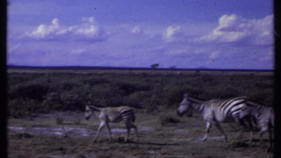 1969 Kenya frame showing three zebras walking through open grassland with scrub vegetation and a bright clouded sky.