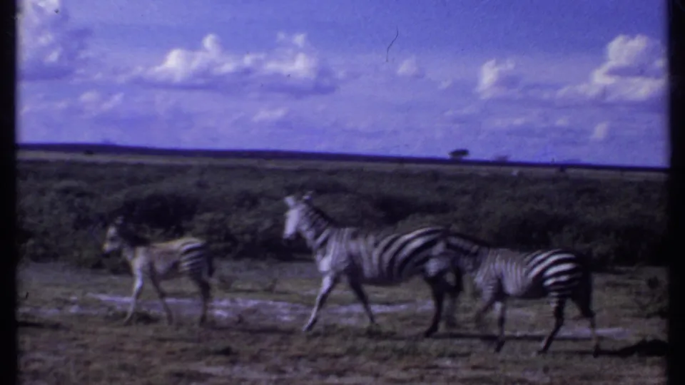 1969 Kenya home-movie frame of three zebras walking across sunlit savanna with a low horizon and scattered clouds.