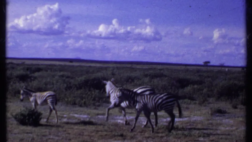 1969 Kenya frame showing three zebras crossing open savanna, with scrub, distant horizon, and bright clouds in the background.