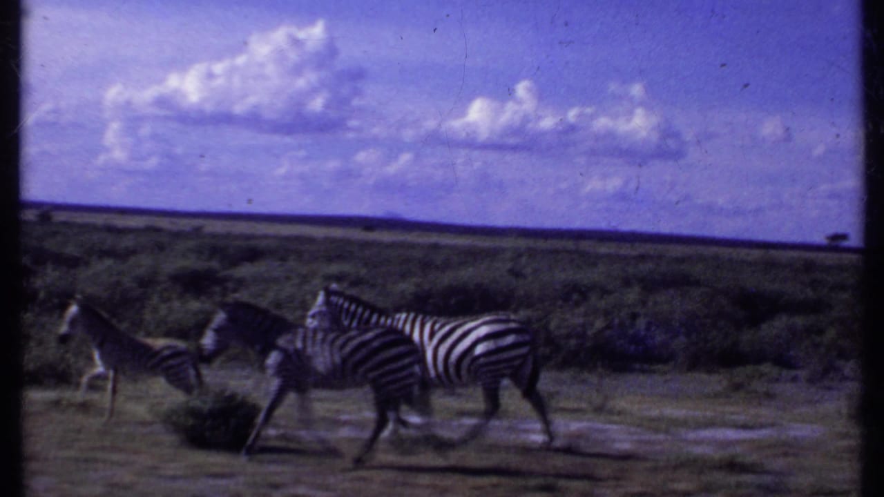 1969 Kenya 8mm frame showing zebras crossing open savanna with low shrubs and a wide clouded sky.