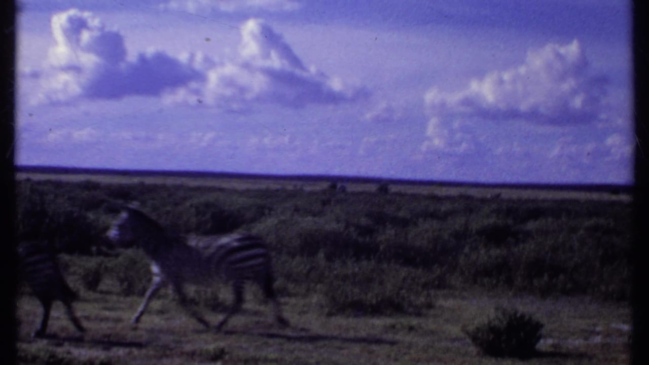 1969 Kenya safari frame with zebras in profile moving through grassland under a large cloudy sky.