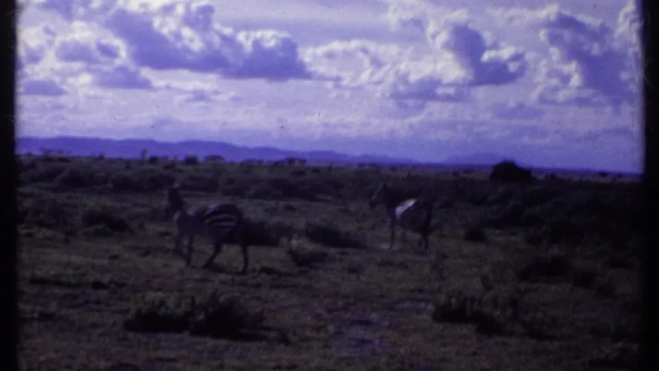 1969 Kenya 8mm frame showing zebras spread across open savanna with low hills beneath a cloud-filled sky.