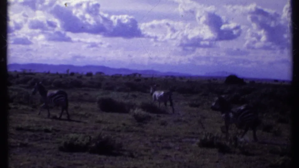 1969 Kenya safari frame with zebras dispersed across grassy terrain, distant hills, and a bright clouded sky.