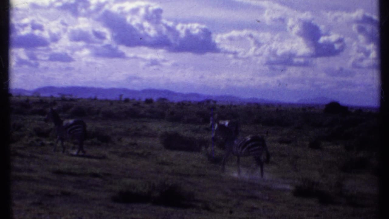 Zebras grazing on open savanna beneath a cloudy sky.