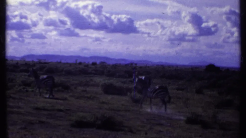 1969 Kenya 8mm frame showing zebras spread across open savanna with distant hills and heavy clouds.