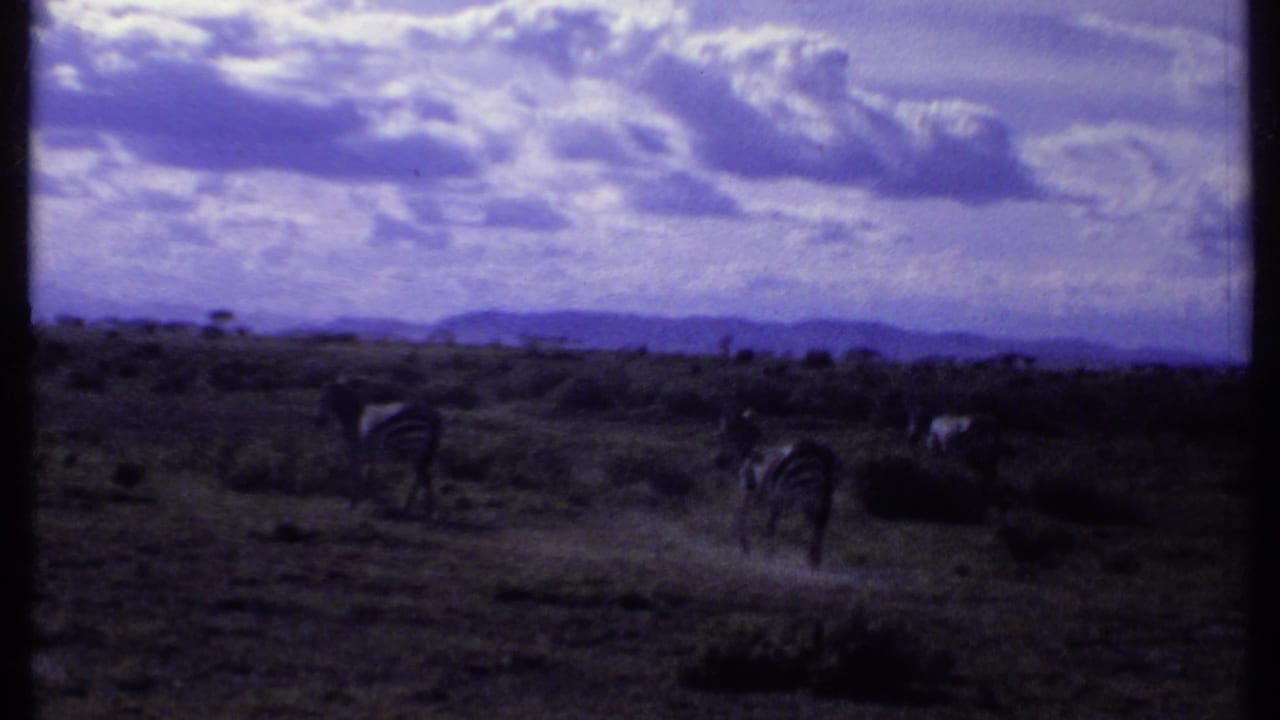 Several zebras stand and graze across a dim savanna view.