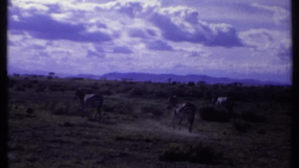 1969 Kenya 8mm frame with zebras scattered through low savanna vegetation and hazy hills beyond.
