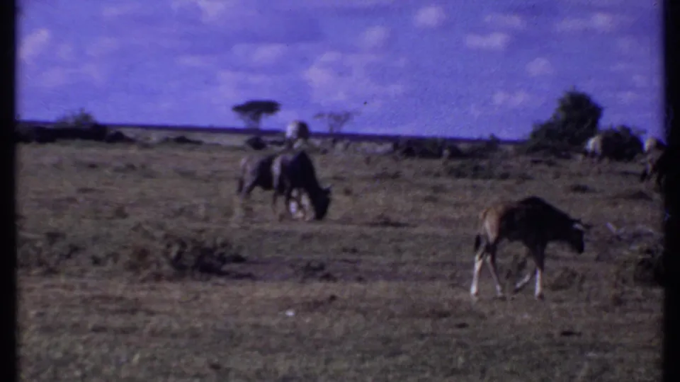 1969 Kenya 8mm frame showing wildebeests grazing on open savanna with scattered trees and blue sky.