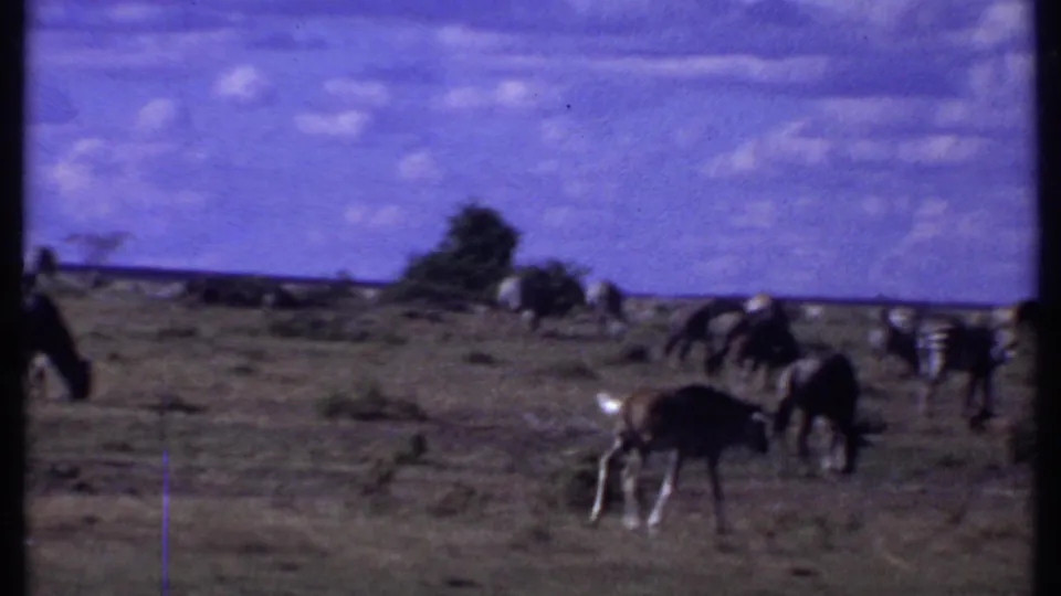 1969 Kenya 8mm frame of wildebeests grazing on savanna, with zebras partly visible near the right edge.