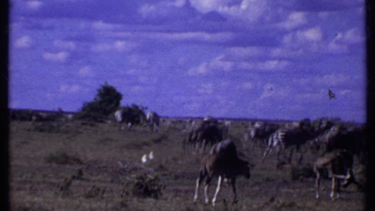 Wildebeest and zebras graze across open grassland under a cloudy sky.