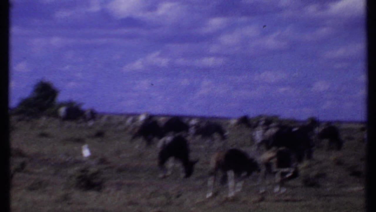 Grazing herd animals stand across a flat savanna with low shrubs and sky.