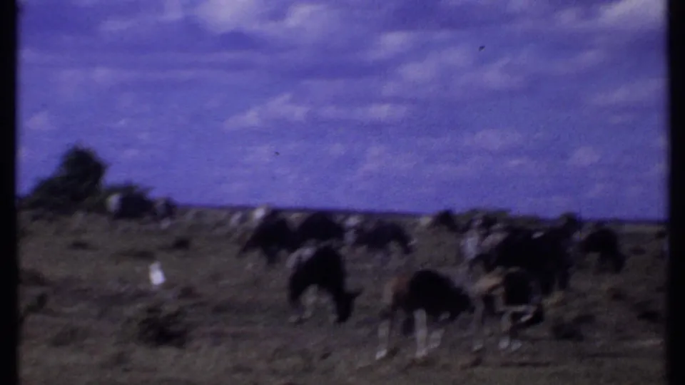 1969 Kenya 8mm frame with zebras and wildebeest grazing in a broad grassland view, softened by vintage film focus and color shift.