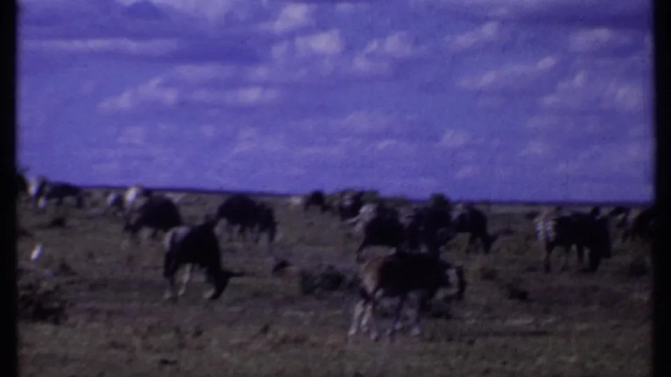 1969 Kenya 8mm frame showing zebras and wildebeest dispersed across dry savanna grassland under a purple-tinged sky.