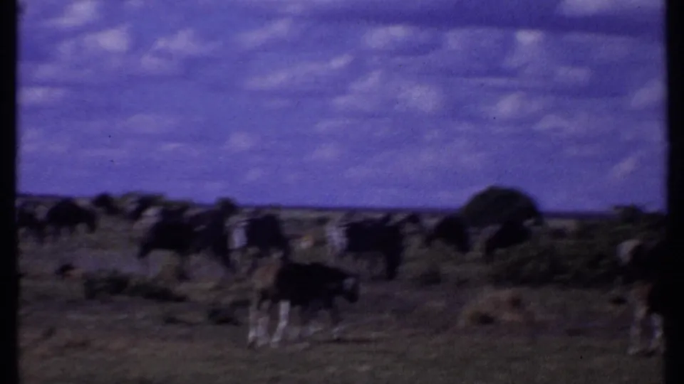 1969 Kenya 8mm frame with grazing wildebeest and zebras near low shrubs on an open savanna, with visible film softness and grain.