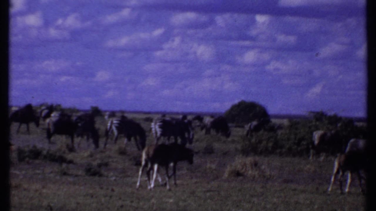 1969 Kenya 8mm frame showing zebras and wildebeests grazing across low savannah scrub under a broad blue sky.
