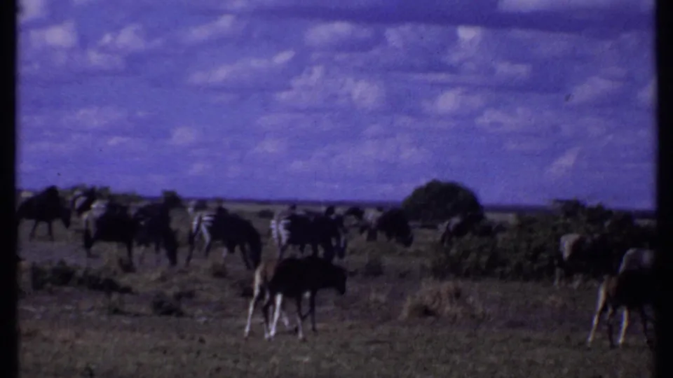 1969 Kenya 8mm frame showing zebras and wildebeests grazing across low savannah scrub under a broad blue sky.