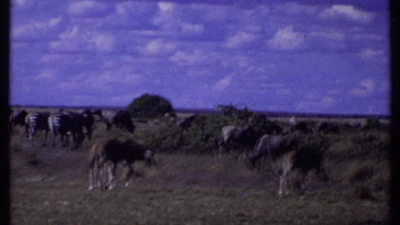 1969 Kenya 8mm frame with zebras and wildebeests dispersed across open scrubland beneath a large clouded sky.