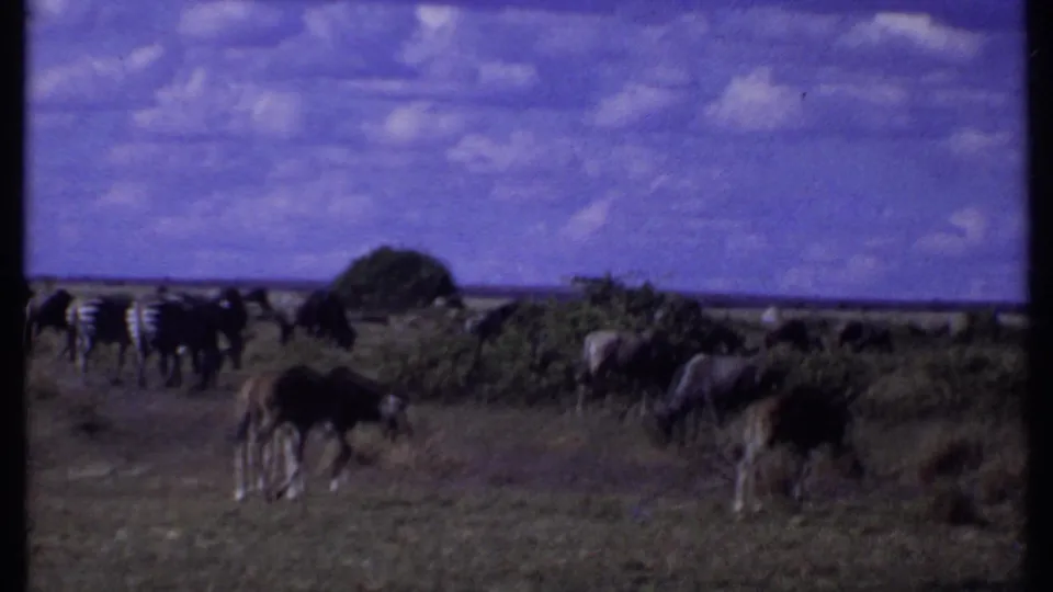 1969 Kenya 8mm frame with zebras and wildebeests dispersed across open scrubland beneath a large clouded sky.