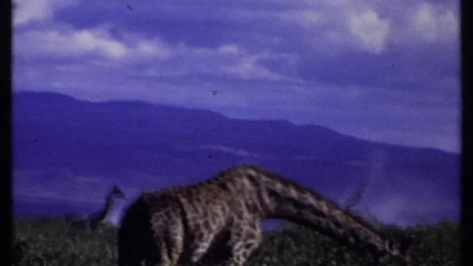 1969 Kenya 8mm frame showing a giraffe bending low to feed, with another long-necked animal and mountain ridges in the distance.