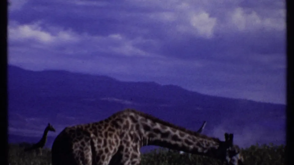 1969 Kenya 8mm frame of a giraffe feeding in scrubland, with layered blue mountain ridges and clouds behind it.