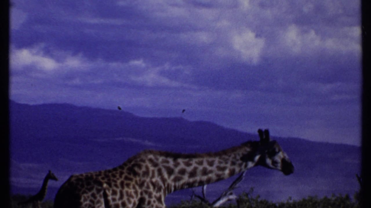 Giraffe feeding near shrubs with distant hills and cloudy sky behind it.