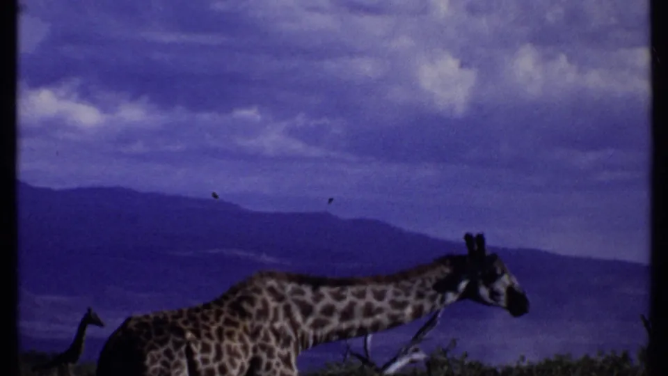 1969 Kenya 8mm frame showing a giraffe in profile feeding near shrubs, with distant hills and a purple-blue sky.