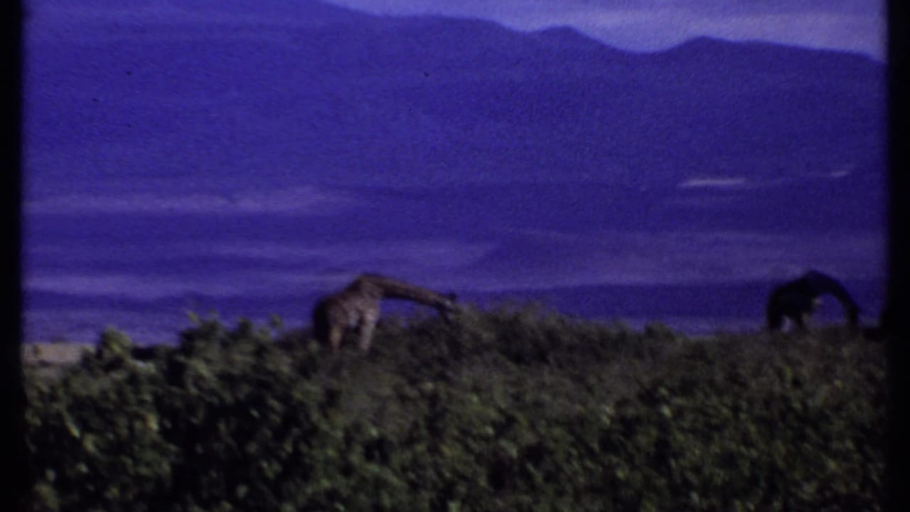 1969 Kenya 8mm frame showing a distant giraffe among shrubs, with another dark animal shape at the right edge and hills beyond.