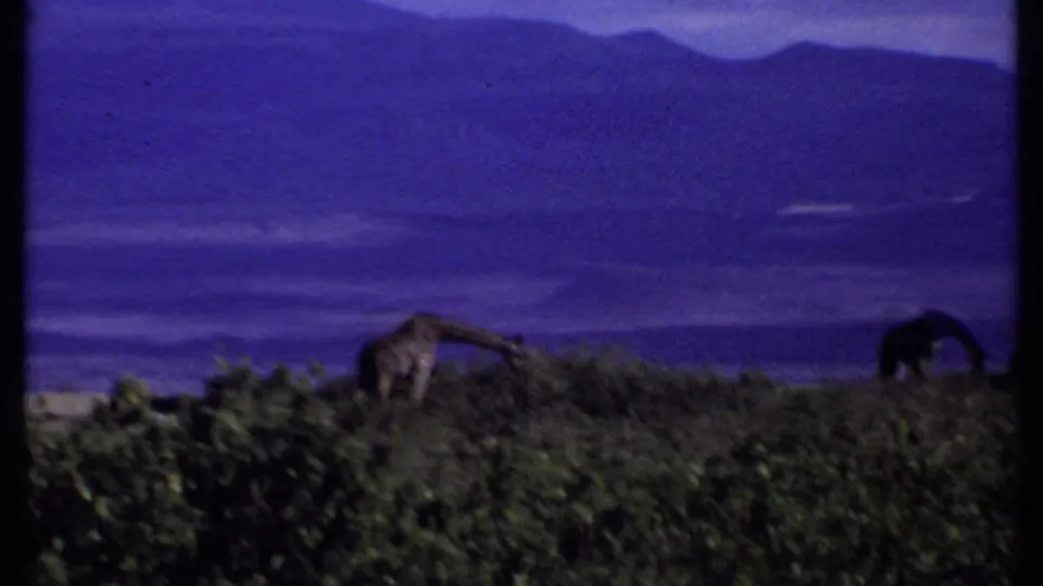 1969 Kenya 8mm frame showing a distant giraffe among shrubs, with another dark animal shape at the right edge and hills beyond.