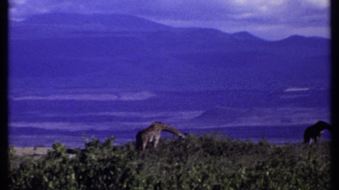 Giraffe partly visible behind low shrubs with purple-blue hills and sky beyond.