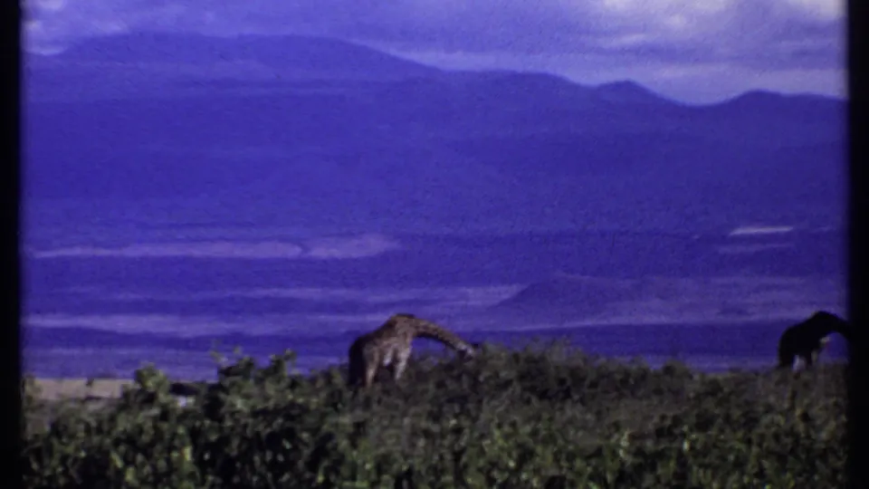1969 Kenya 8mm frame showing a giraffe grazing behind shrubs against purple-blue distant hills and hazy sky.
