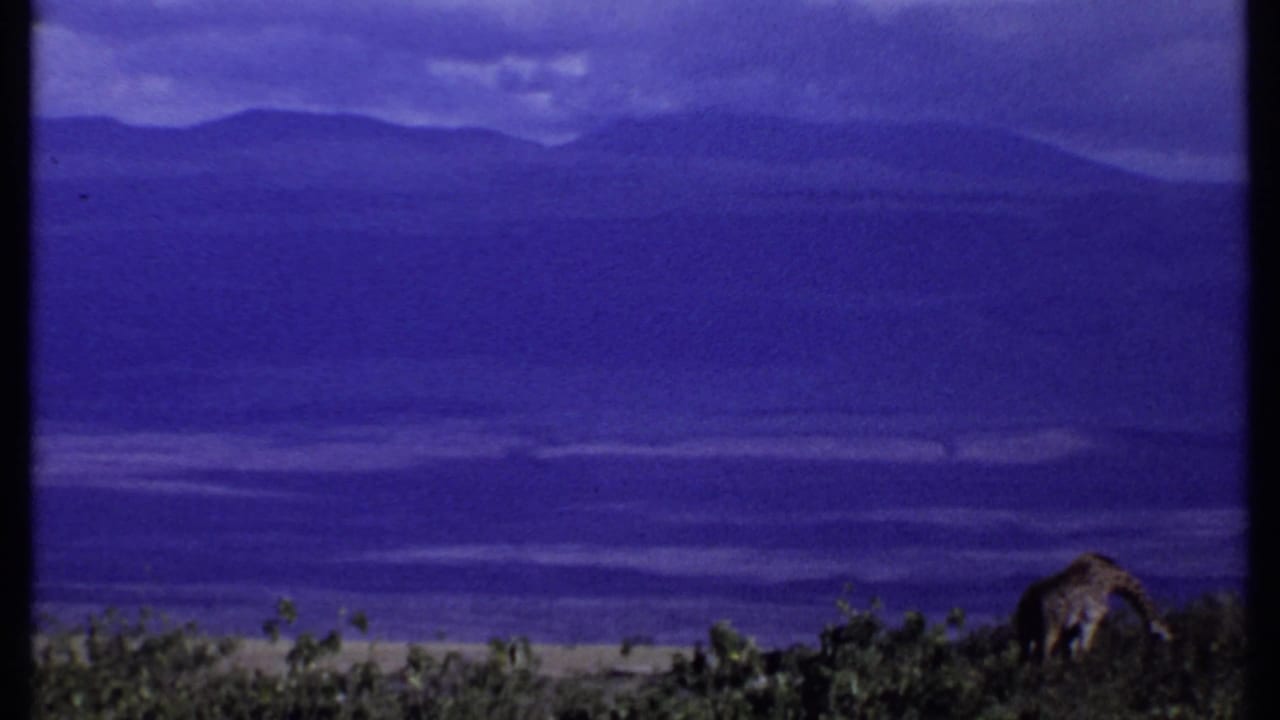 1969 Kenya frame with two giraffes partly obscured by shrubs, set before distant hills under a blue-purple sky.
