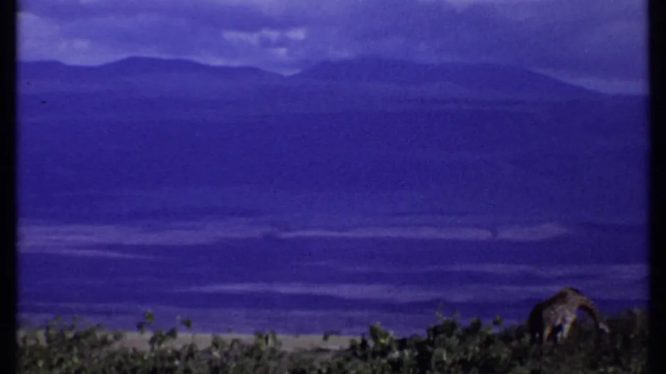 1969 Kenya frame with two giraffes partly obscured by shrubs, set before distant hills under a blue-purple sky.
