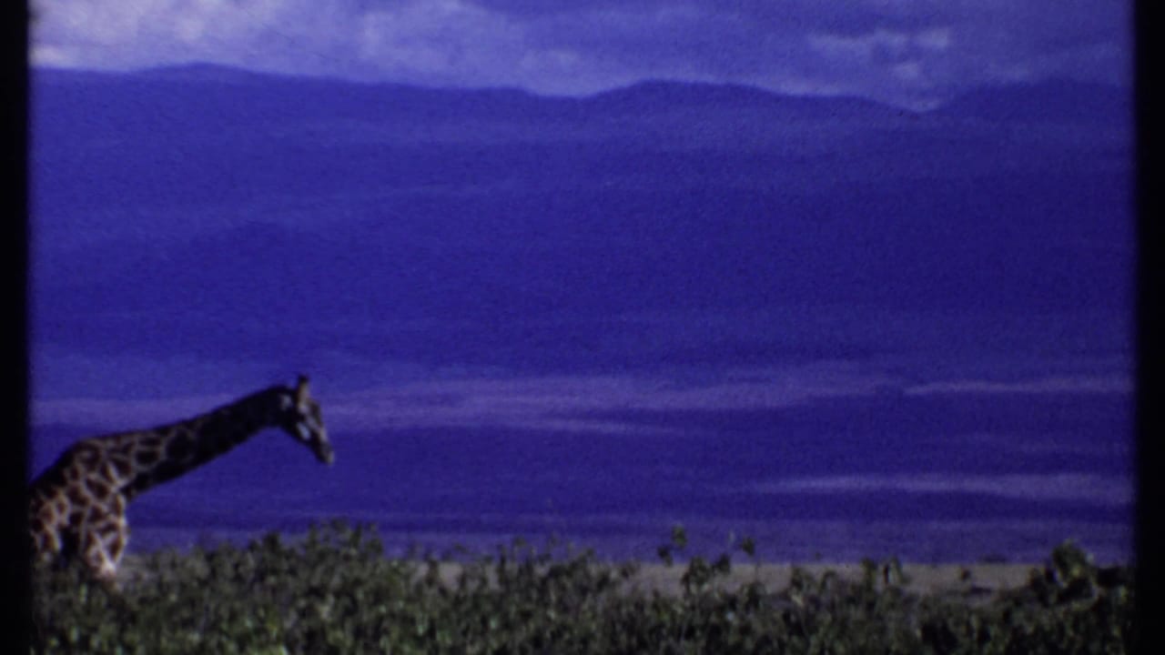 1969 Kenya 8mm frame showing a giraffe's neck and head above shrubs with hazy hills in the background.