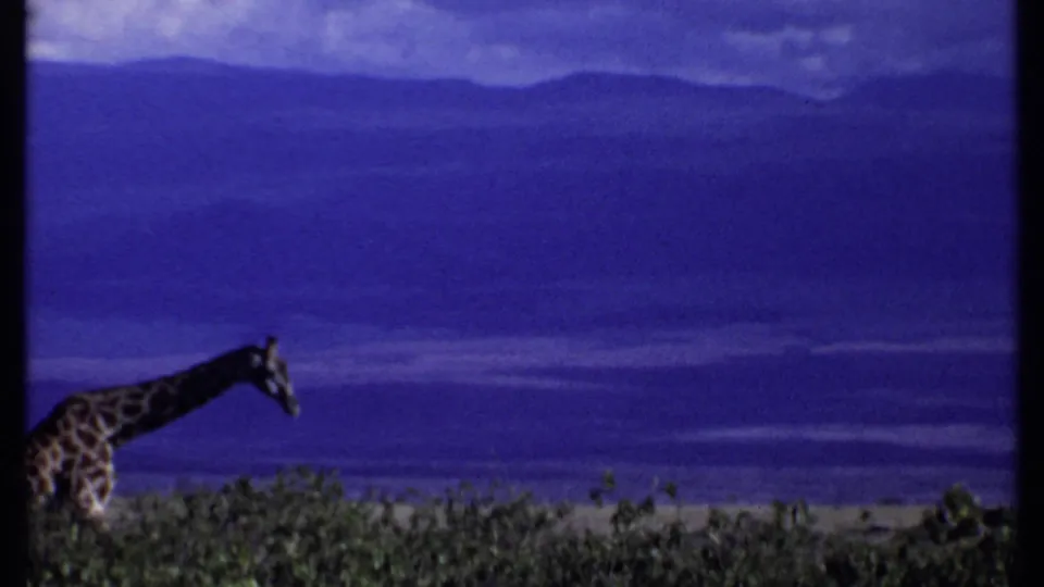 1969 Kenya 8mm frame showing a giraffe's neck and head above shrubs with hazy hills in the background.