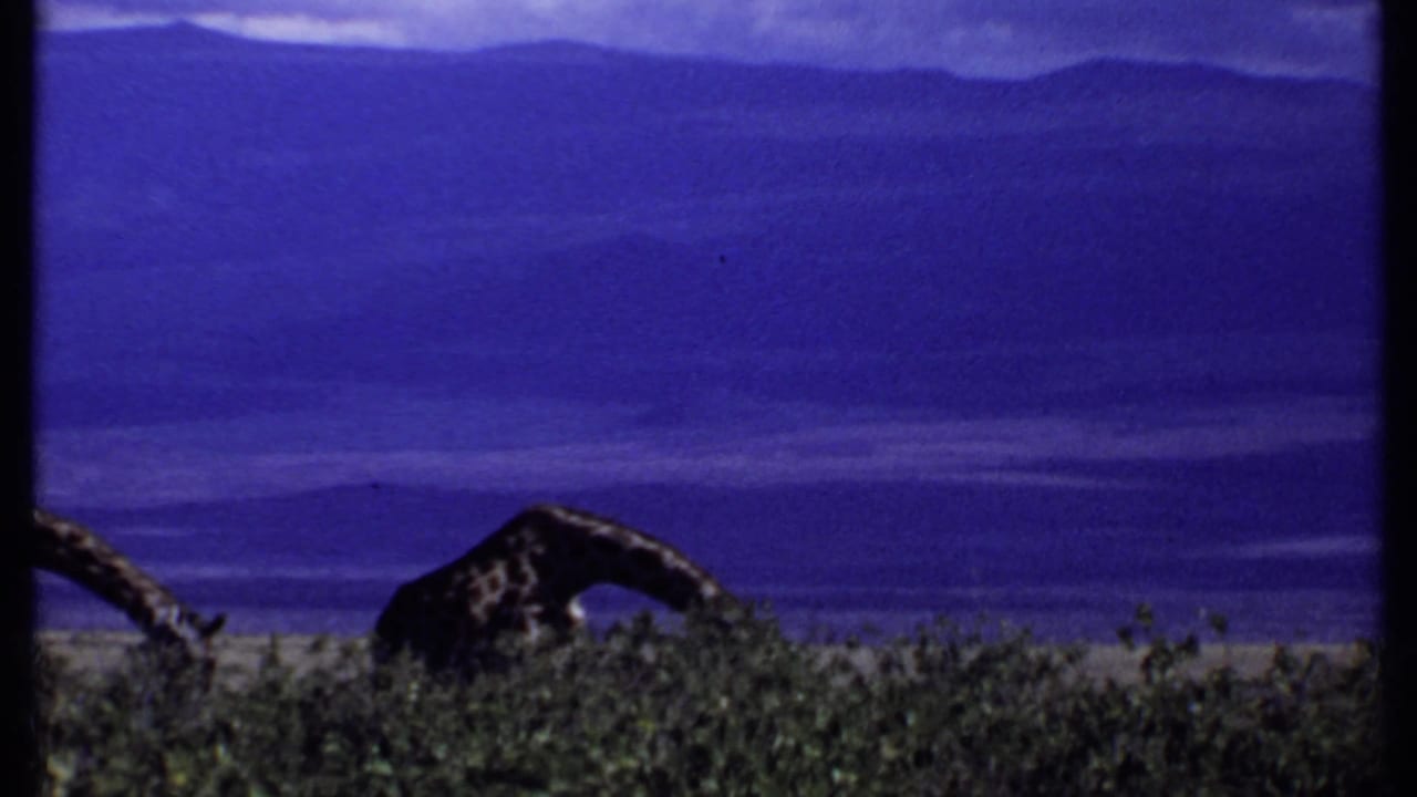 1969 Kenya 8mm frame of a giraffe bending down to graze among shrubs before broad purple-blue hills.