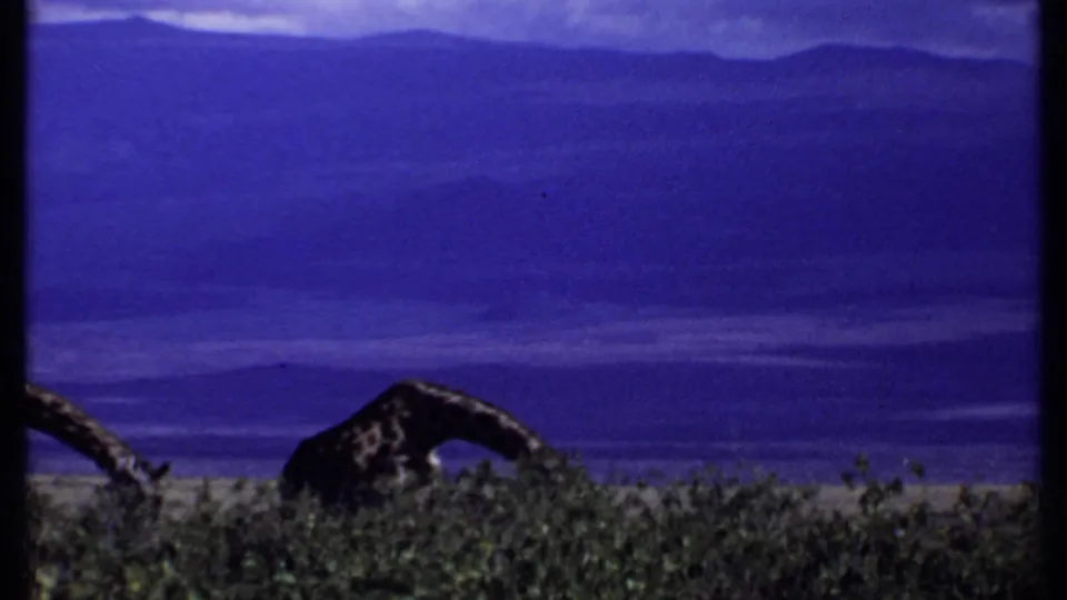 1969 Kenya 8mm frame of a giraffe bending down to graze among shrubs before broad purple-blue hills.
